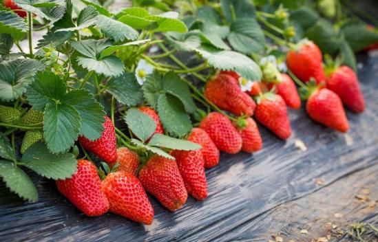 如何让草莓保鲜更长时间？