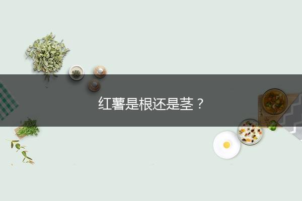 红薯是根还是茎？